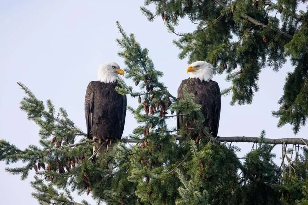 Bald Eagles
